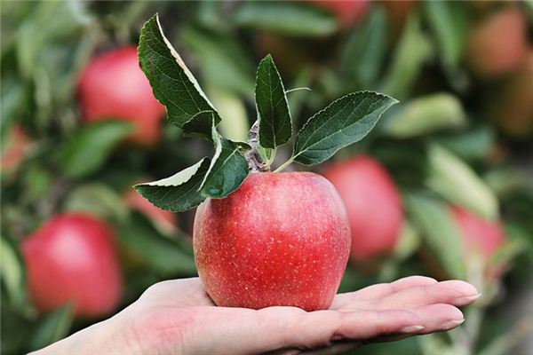 梦见苹果树是什么意思 梦见苹果树是什么意思