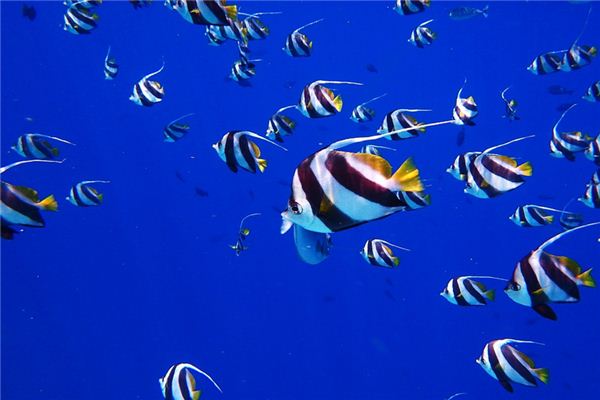 梦见好多鱼 梦见好多鱼