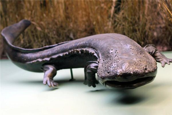 梦见娃娃鱼是什么意思 梦见娃娃鱼是什么意思