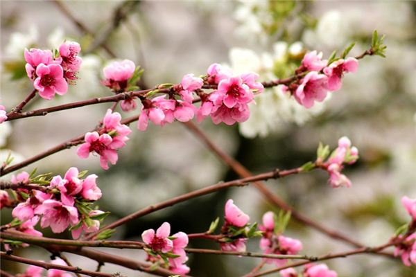 梦见桃木是什么意思 梦见桃木是什么意思