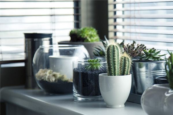 梦见仙人球是什么意思 梦见仙人球是什么意思