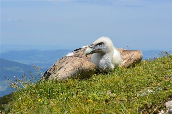 梦见兀鹫是什么意思 梦见兀鹫是什么意思