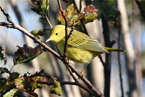 梦见黄莺是什么意思 梦见黄莺是什么意思