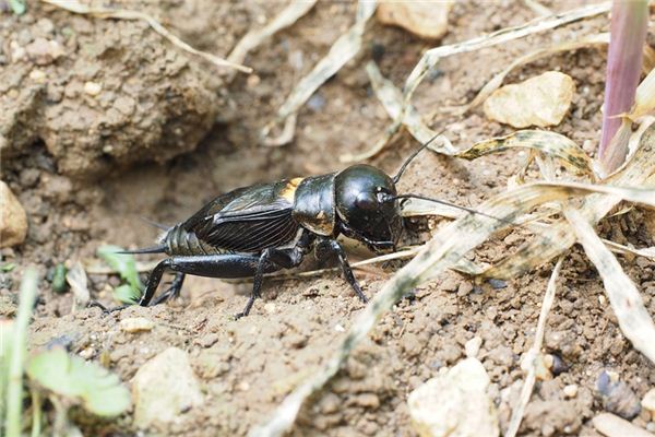 梦见斗蟋蟀是什么意思 梦见斗蟋蟀是什么意思