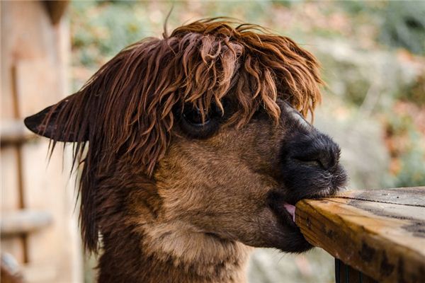 梦见被羊咬是什么意思 梦见被羊咬是什么意思