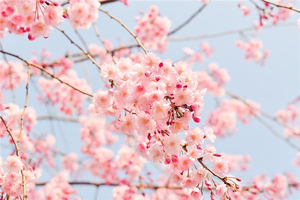 梦见石竹花是什么意思