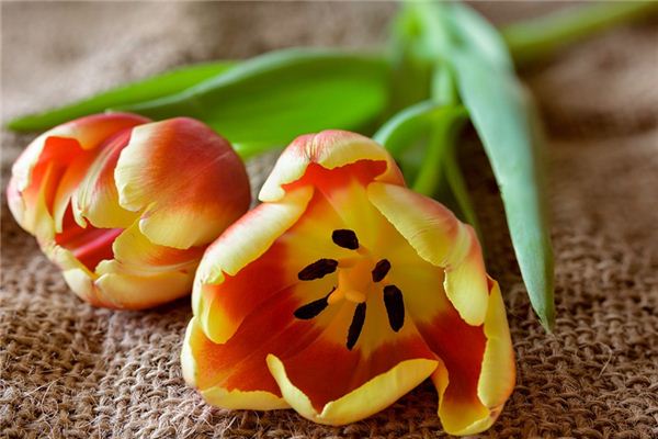 梦见黄麻是什么意思 梦见黄麻是什么意思