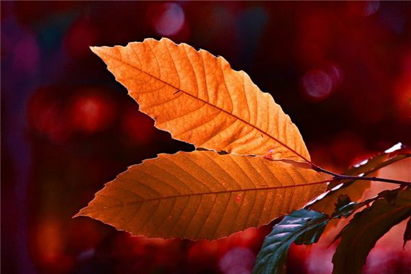 梦见金叶子是什么意思 梦见金叶子是什么意思